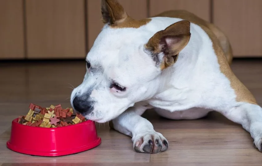  How to choose The 9 Best Dog Food For Pitbulls?