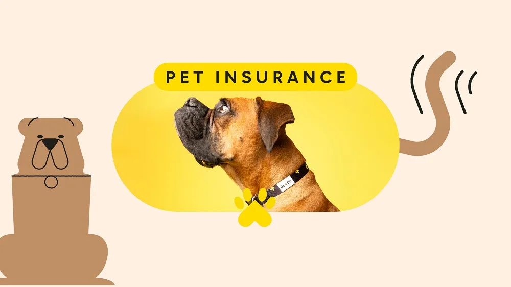 Pet Insurance